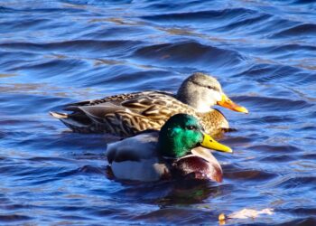 Photo from traveling Friend of the Blue Hills Exhibit