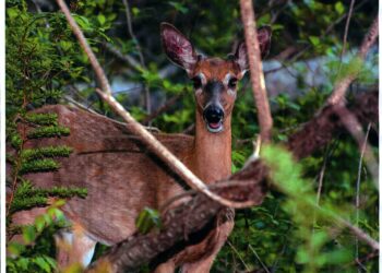 Deer photo
