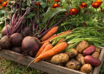 Photo of Fall Veggies