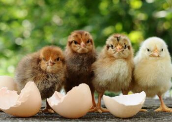 Hatching chickens