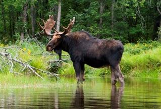 Moose photo