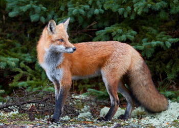 Photo of Red Fox