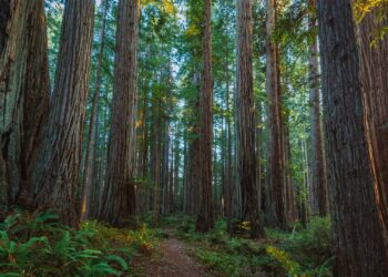 Redwoods photo
