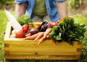 Summer veggies photo